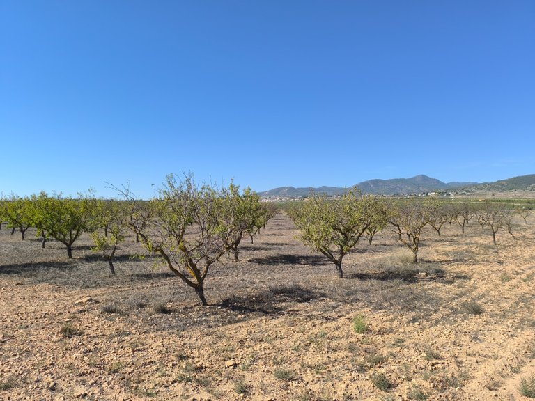 Plot for Sale in Pinoso, Alicante 5