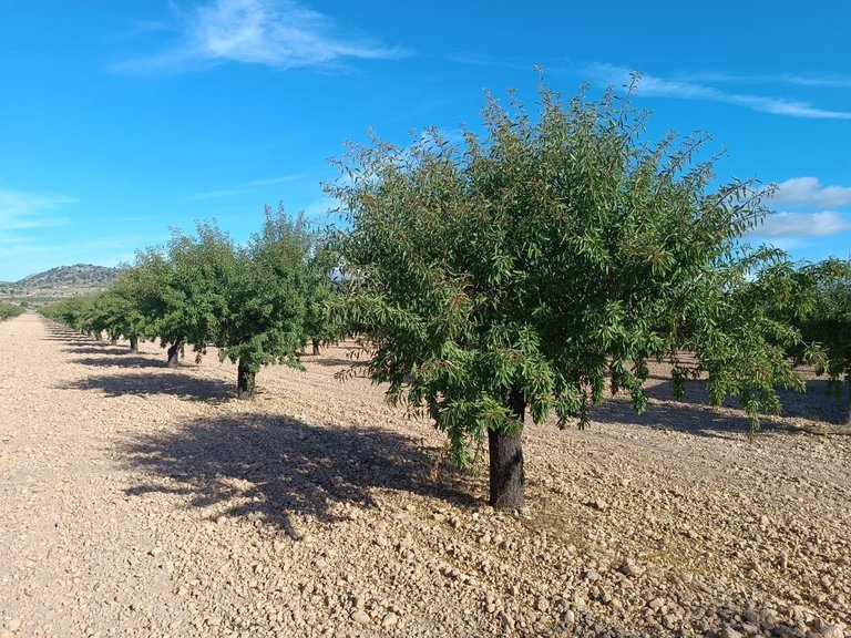 Plot for Sale in Yecla, Murcia 5