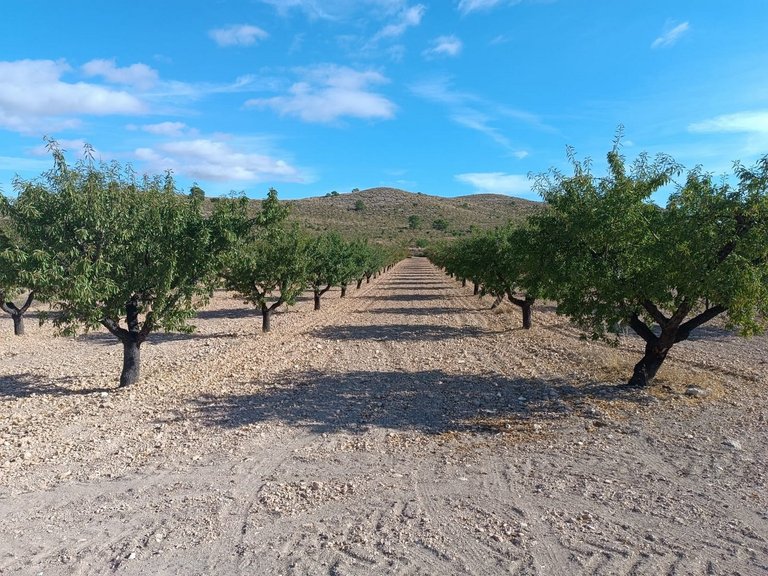 Plot for Sale in Yecla, Murcia 3