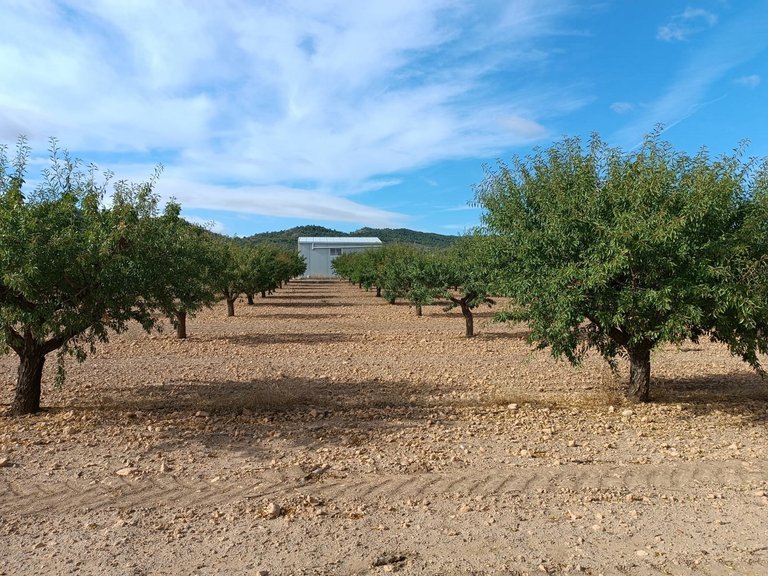 Plot for Sale in Yecla, Murcia 1