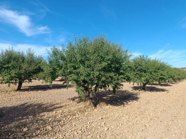 Plot for Sale in Yecla, Murcia 4