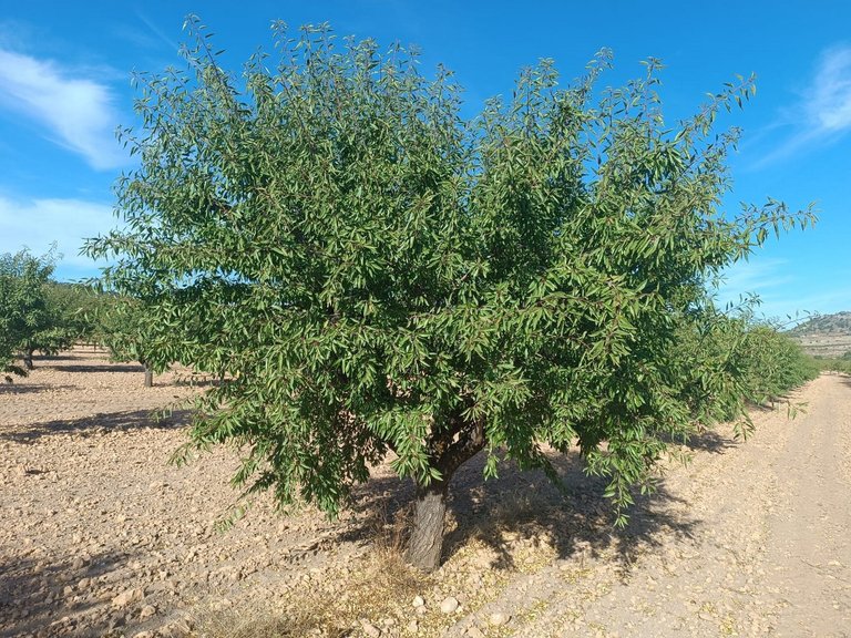 Plot for Sale in Yecla, Murcia 2