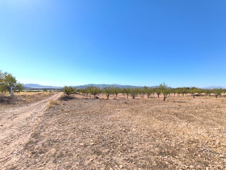 Plot for Sale in Monovar, Alicante 2
