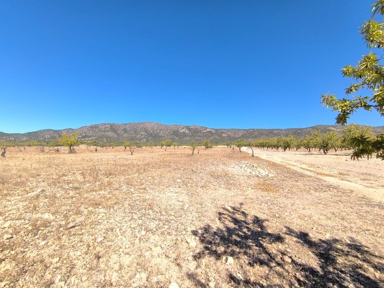 Plot for Sale in Monovar, Alicante 3