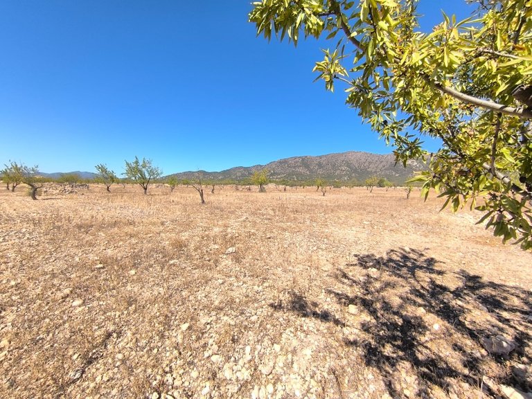 Plot for Sale in Monovar, Alicante 1