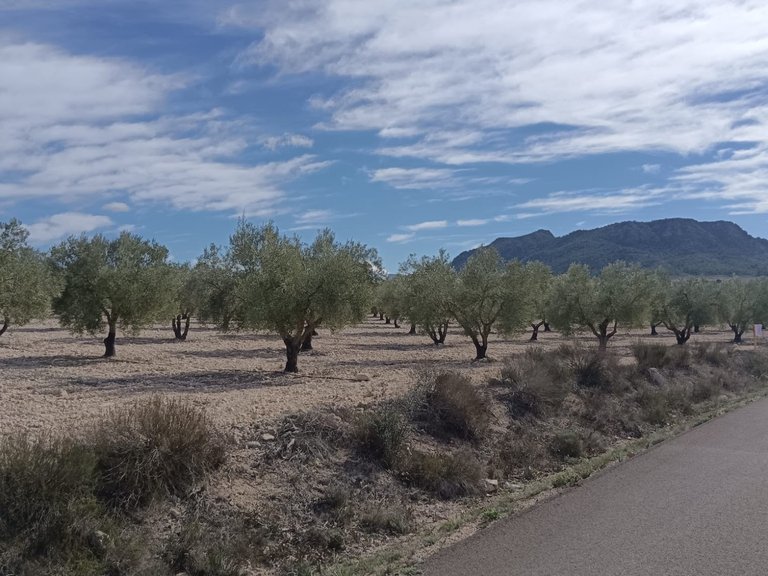 Plot for Sale in Salinas, Alicante 5