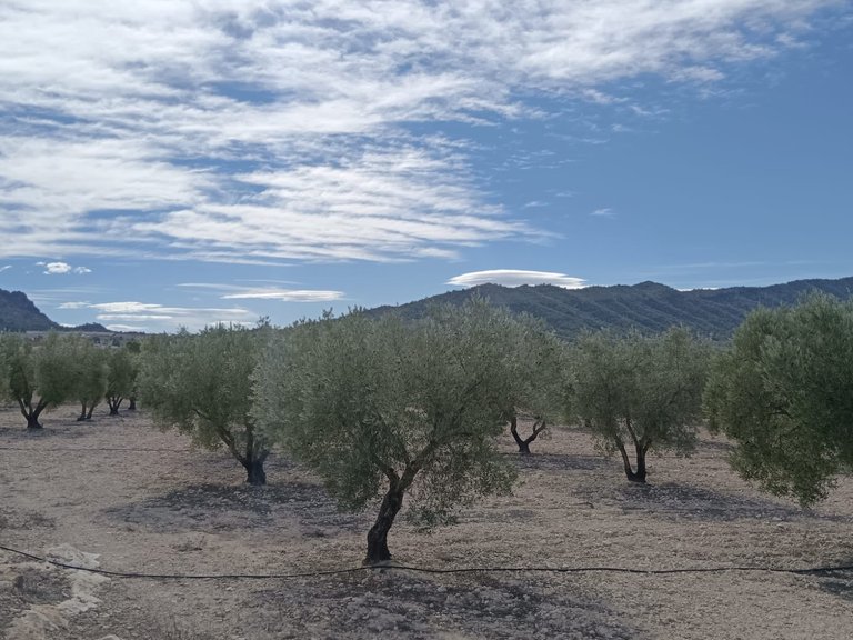 Plot for Sale in Salinas, Alicante 6
