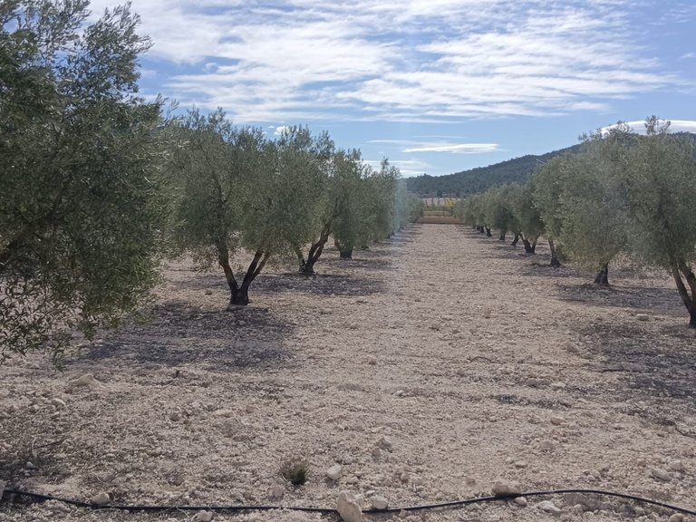 Plot for Sale in Salinas, Alicante 4