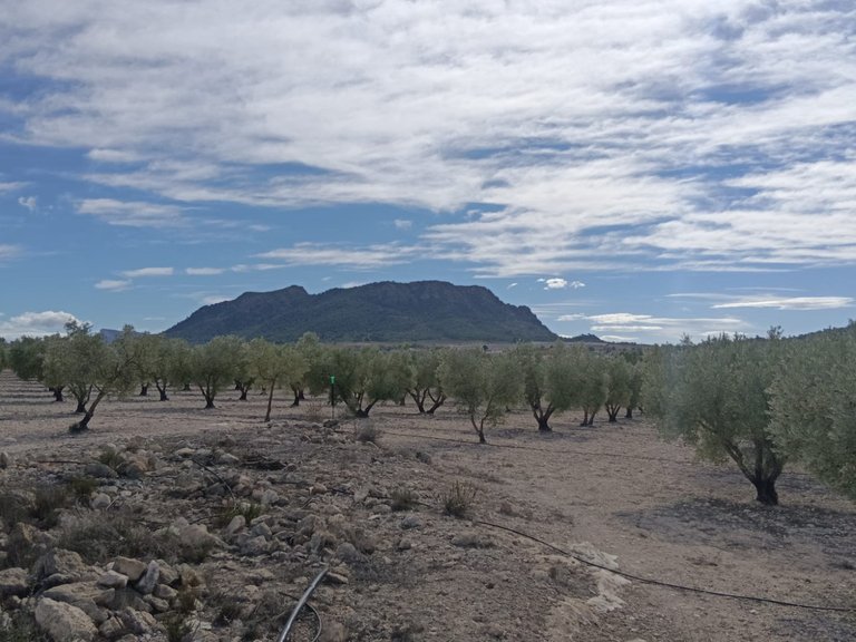Plot for Sale in Salinas, Alicante 2