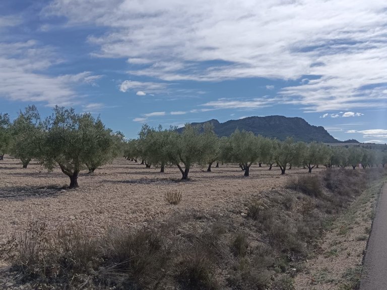 Plot for Sale in Salinas, Alicante 11