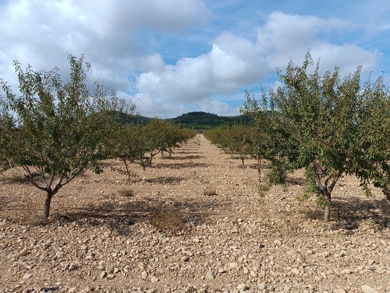 Plot for Sale in Yecla, Murcia 4