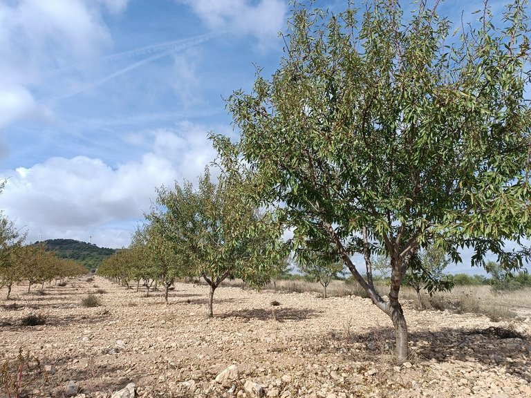 Plot for Sale in Yecla, Murcia 1