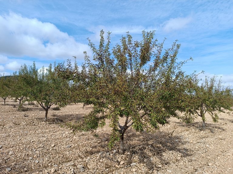 Plot for Sale in Yecla, Murcia 2