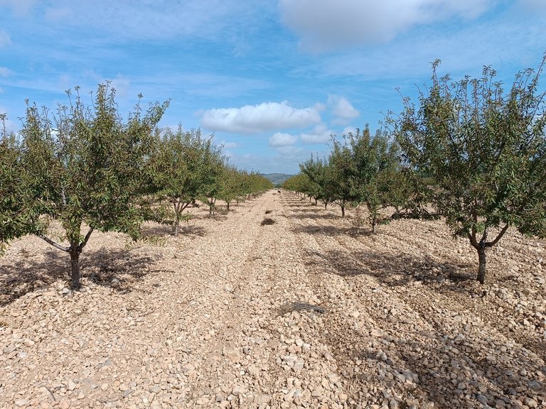 Plot for Sale in Yecla, Murcia 3