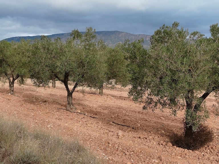 Plot for Sale in Monovar, Alicante 3