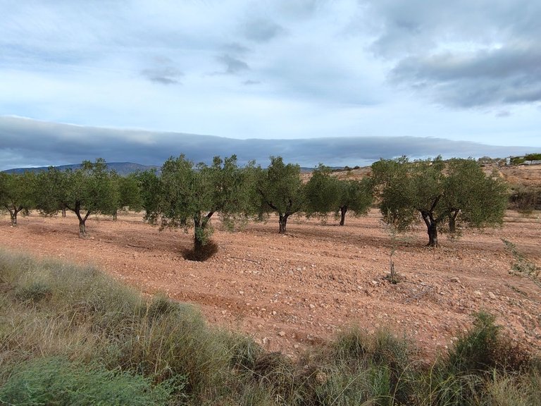 Plot for Sale in Monovar, Alicante 10