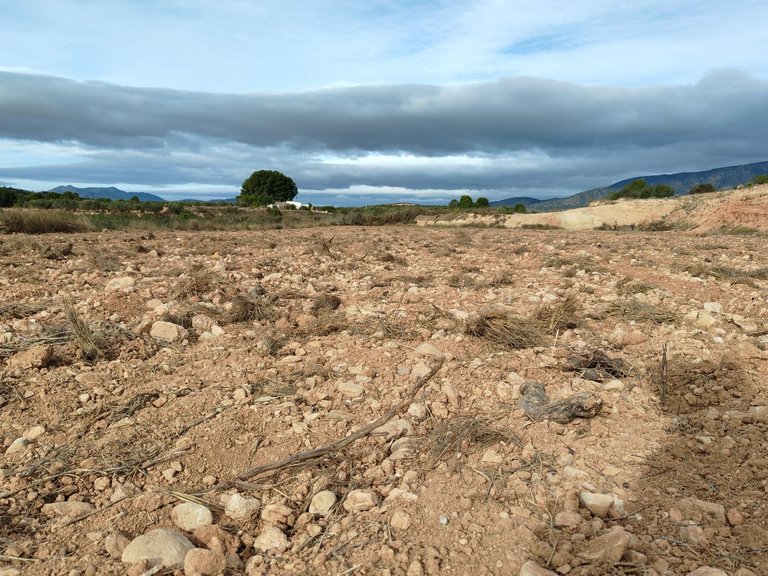 Plot for Sale in Monovar, Alicante 7