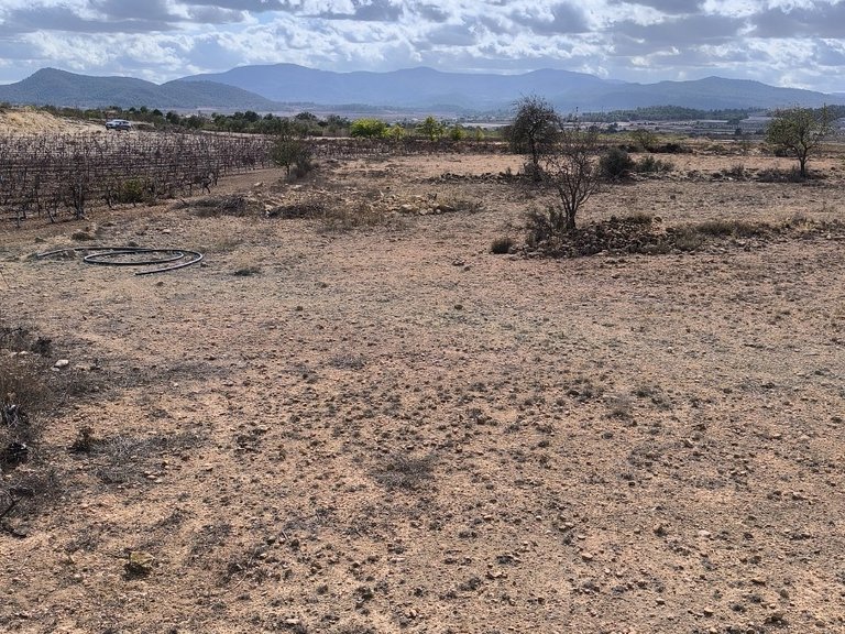 Plot for Sale in Pinoso, Alicante 8