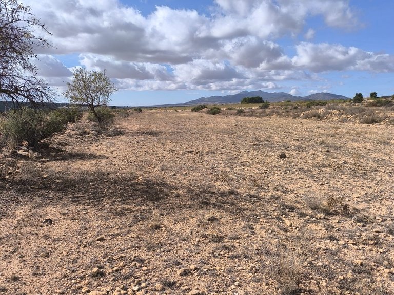 Plot for Sale in Pinoso, Alicante 3