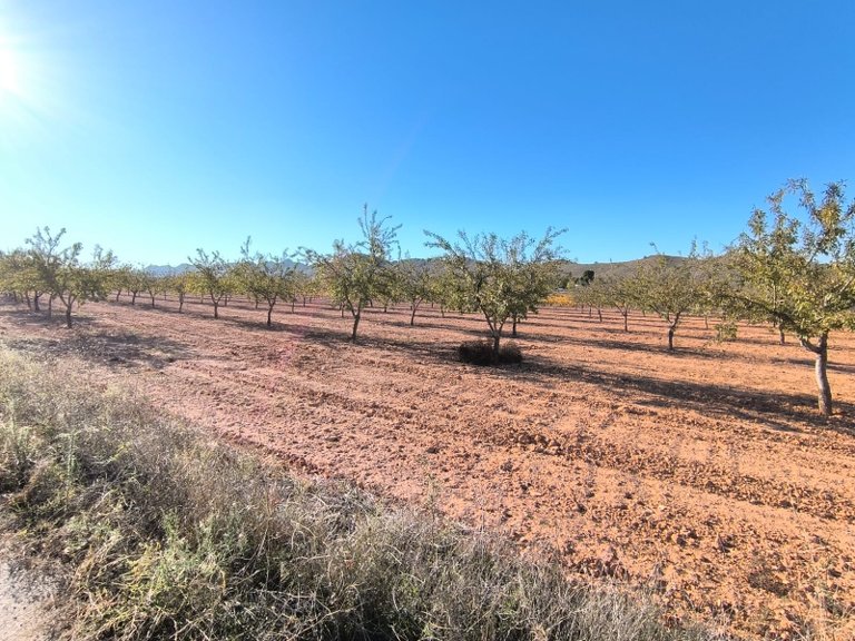 Plot for Sale in Yecla, Murcia 3