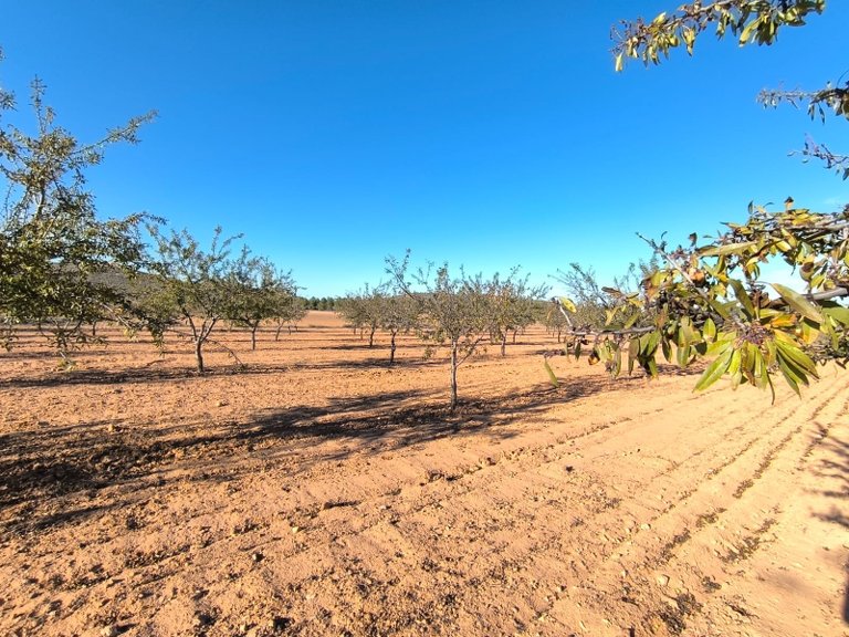 Plot for Sale in Yecla, Murcia 4