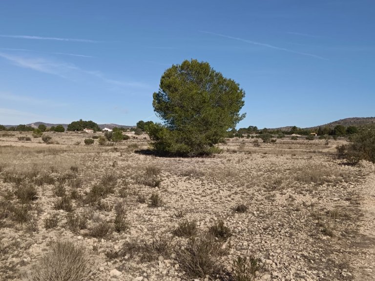 Plot for Sale in Salinas, Alicante 1
