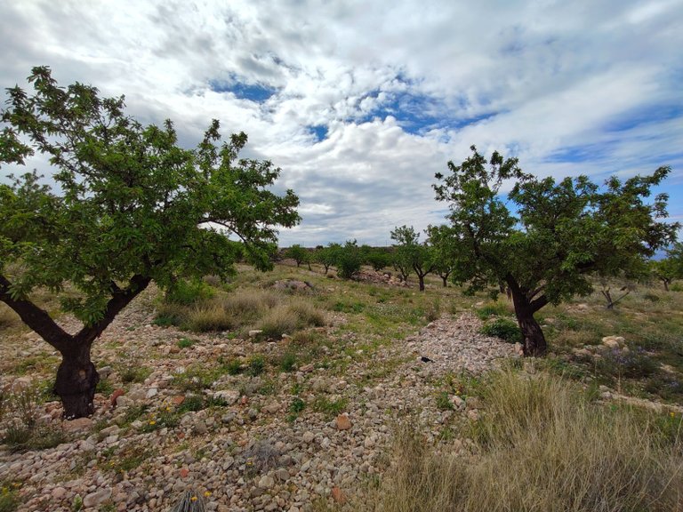 Villa for Sale in Jumilla, Murcia 30