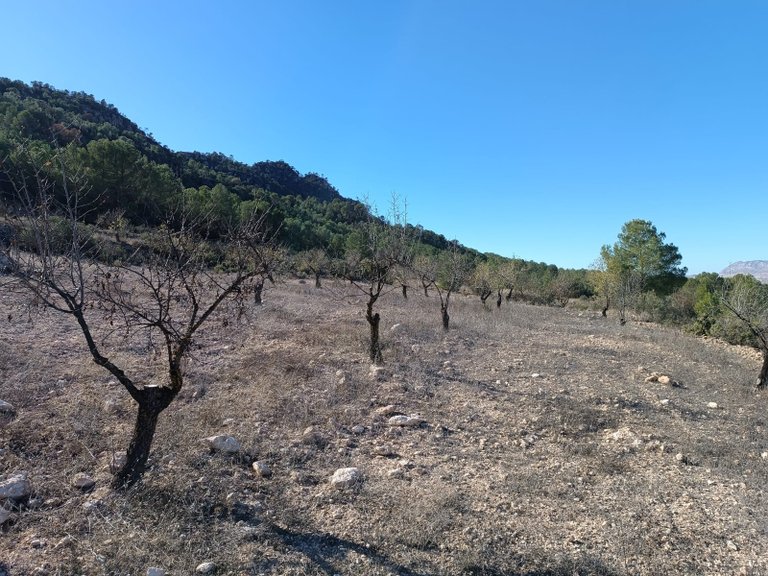 Country House for Sale in Yecla, Murcia 6
