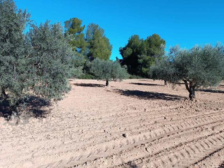 Country House for Sale in Yecla, Murcia 18