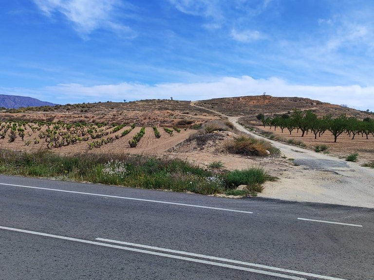 Plot for Sale in Pinoso, Alicante 5