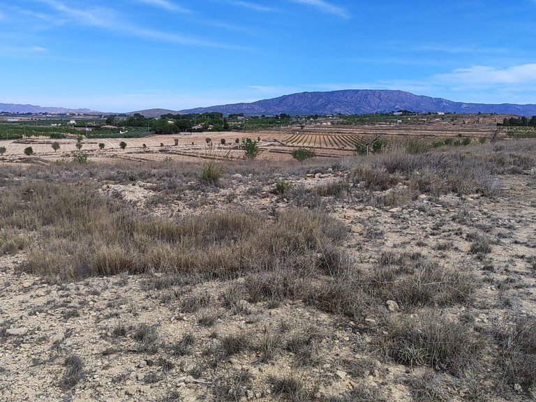 Plot for Sale in Pinoso, Alicante 12