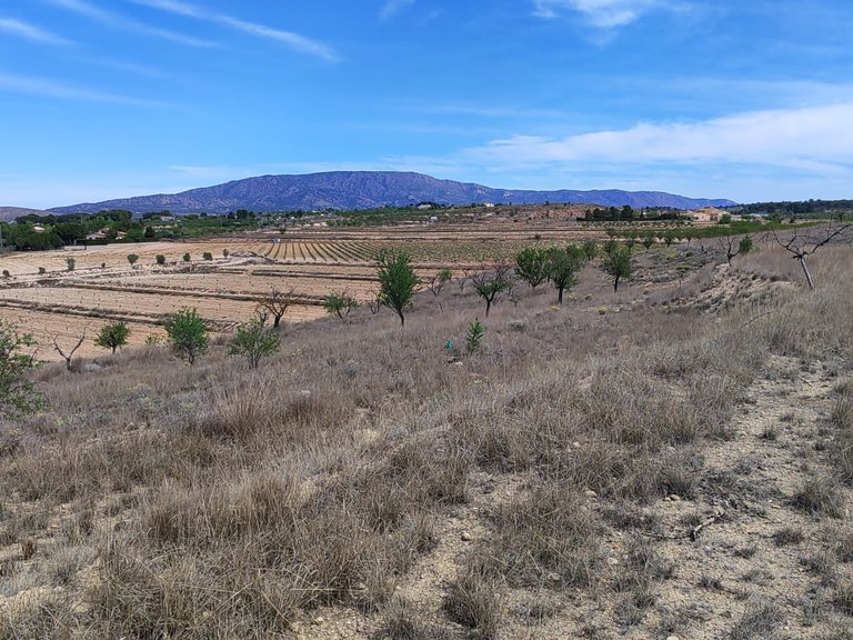 Plot for Sale in Pinoso, Alicante 4