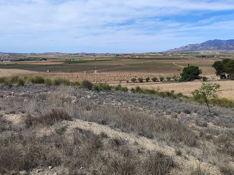 Plot for Sale in Pinoso, Alicante 1