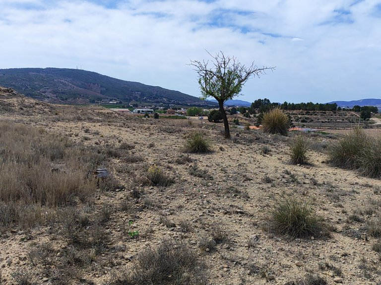 Plot for Sale in Pinoso, Alicante 15