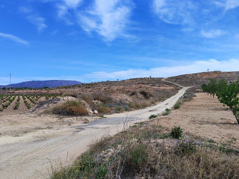 Plot for Sale in Pinoso, Alicante 6
