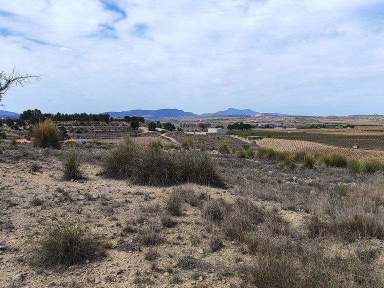Plot for Sale in Pinoso, Alicante 3