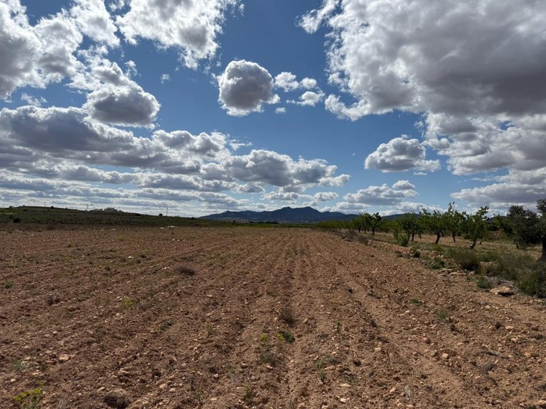 Plot for Sale in Pinoso, Alicante 7