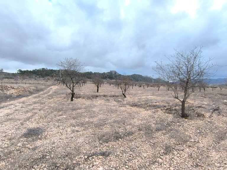Plot for Sale in La Solana, Alicante 4