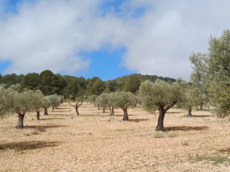 Plot for Sale in Yecla, Murcia 2