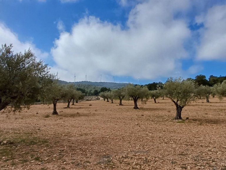 Plot for Sale in Yecla, Murcia 4