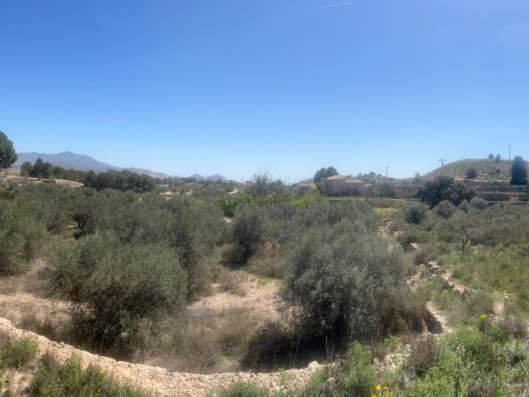 Plot for Sale in Monovar, Alicante 4
