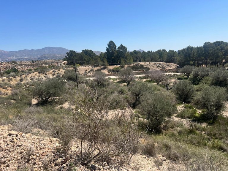 Plot for Sale in Monovar, Alicante 6