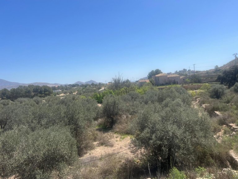 Plot for Sale in Monovar, Alicante 7