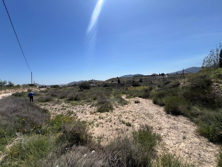 Plot for Sale in Monovar, Alicante 5