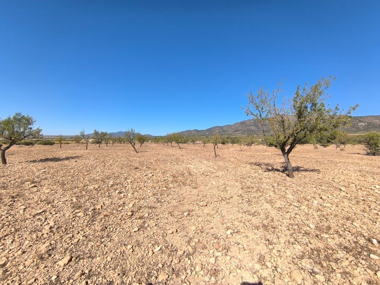Plot for Sale in Monovar, Alicante 2