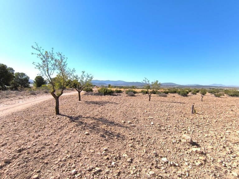 Plot for Sale in Monovar, Alicante 3