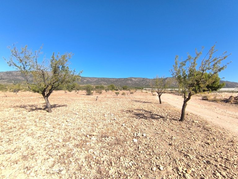 Plot for Sale in Monovar, Alicante 4