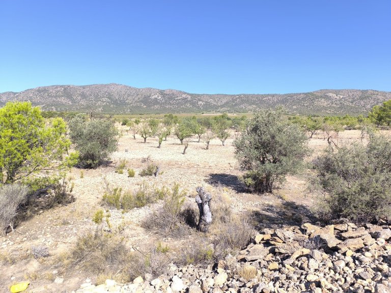 Plot for Sale in Monovar, Alicante 1