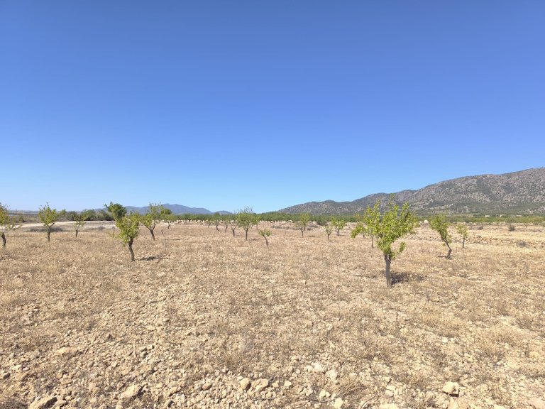 Plot for Sale in Monovar, Alicante 2