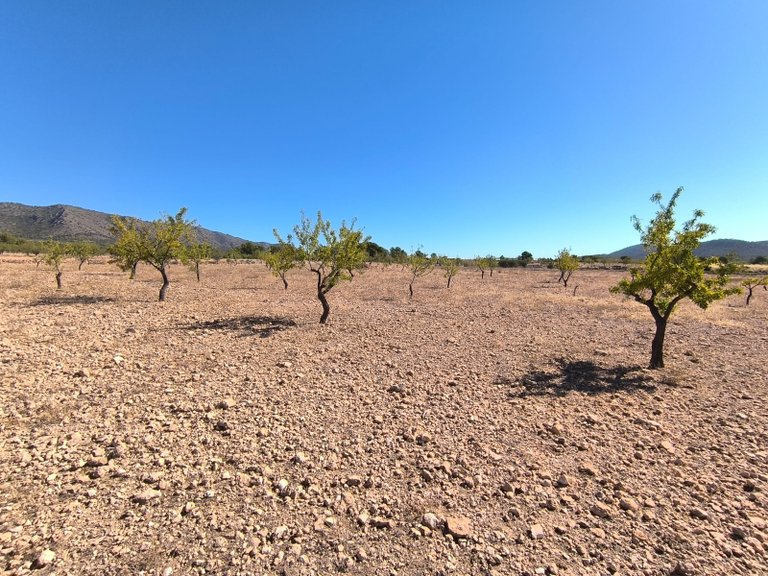 Plot for Sale in Monovar, Alicante 3